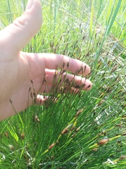 Schoenus ferrugineus