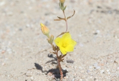 Mentzelia eremophila
