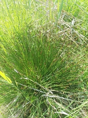 Schoenus ferrugineus