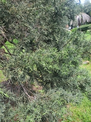 Juniperus monticola