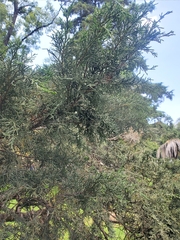 Juniperus monticola