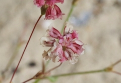 Eriogonum gracillimum