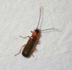 Rhagonycha lutea