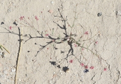 Eriogonum gracillimum