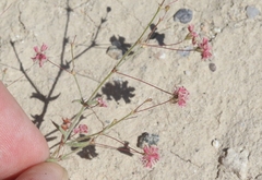 Eriogonum gracillimum
