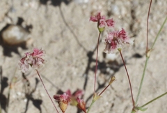 Eriogonum gracillimum