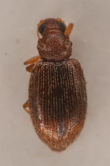 Melanophthalma