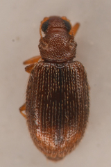 Melanophthalma