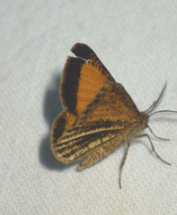 Isturgia limbaria