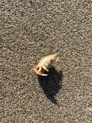 Emerita analoga