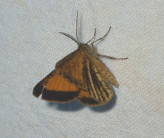 Isturgia limbaria