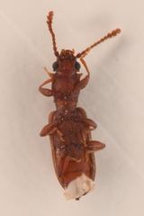 Silvanus bidentatus