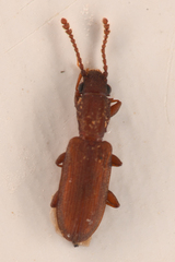 Silvanus bidentatus