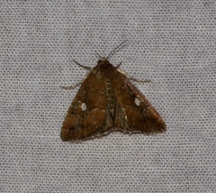 Amyna axis