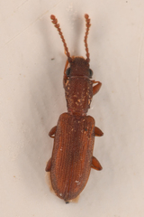Silvanus bidentatus