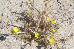 Mentzelia eremophila