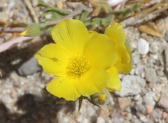 Mentzelia eremophila