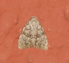 Barasa acronyctoides