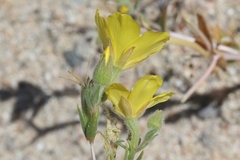 Mentzelia eremophila