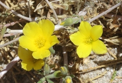Mentzelia eremophila