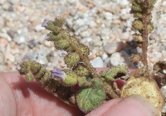 Phacelia pedicellata