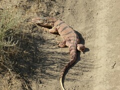 Varanus griseus caspius