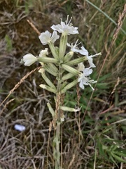 Silene viscosa
