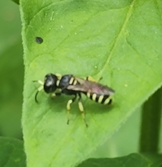 Ectemnius lapidarius