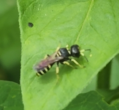 Ectemnius lapidarius