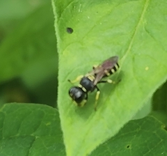 Ectemnius lapidarius