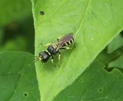 Ectemnius lapidarius