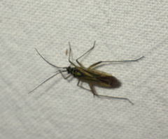 Oncotylus viridiflavus