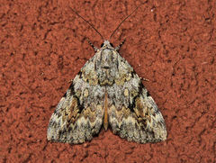 Catocala amica
