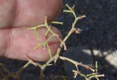 Chorizanthe brevicornu