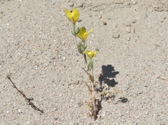 Mentzelia eremophila