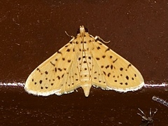 Conogethes punctiferalis