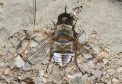 Lepidanthrax eremicus