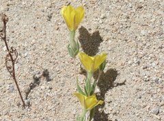 Mentzelia eremophila