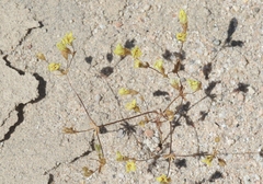 Chorizanthe brevicornu