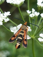 Pyropteron minianiforme