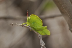 Teratodes monticollis