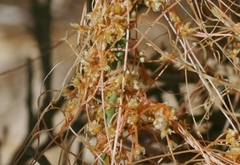 Cuscuta denticulata