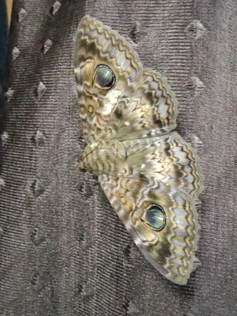 Speiredonia obscura