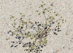 Eriogonum viridescens