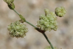 Eriogonum viridescens