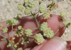 Eriogonum viridescens