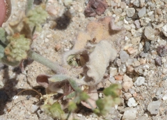 Eriogonum viridescens