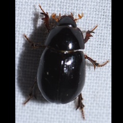Hybosorus