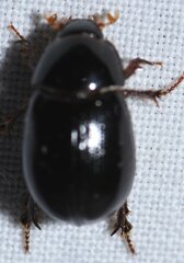 Hybosorus