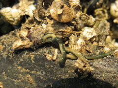 Emplectonema gracile